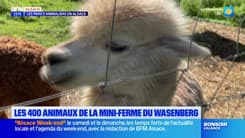 Les 400 animaux de la mini-ferme du Wasenberg