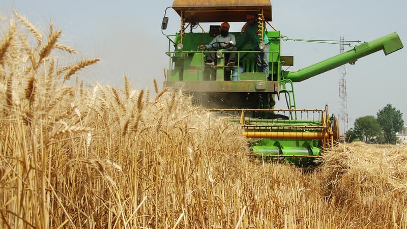 Guerre en Ukraine: l'Inde en discussion avec plusieurs pays pour exporter son blé