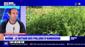 Rhône: le pollen d'Ambroisie particulièrement présent