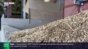 Alpes-de-Haute-Provence: le petit épeautre au Salon de l'agriculture