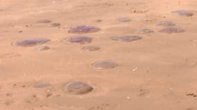 Des méduses sur les plages de Charente-Maritime fin mai 2023.