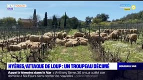 Hyères: la moitié d'un troupeau décimé après une attaque de loup