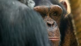 17 singes très rares ont été volés au zoo de Beauval. Photo d'illustration, montrant un chimpanzé de ce même zoo.
