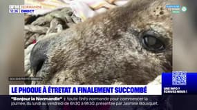 Etretat: le phoque retrouvé en détresse est mort