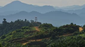 Une plantation d'huile de palme à Subulussalam en mars 2019 en Indonésie. Photo d'illustration