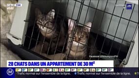 28 chats et deux chiens ont été retrouvés dans un appartement de 30 m2 à Noisy-le-Grand