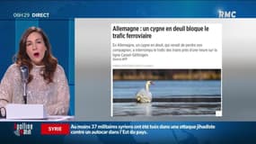 « Les histoires de Lisa-Marie » : Un cygne en deuil bloque un trafic de trains - 31/12