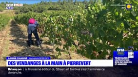 Alpes-de-Haute-Provence: des vendanges à la main à Pierrevert