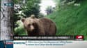 Faut-il réintroduire les ours dans les Pyrénées? Ca fait débat sur RMC