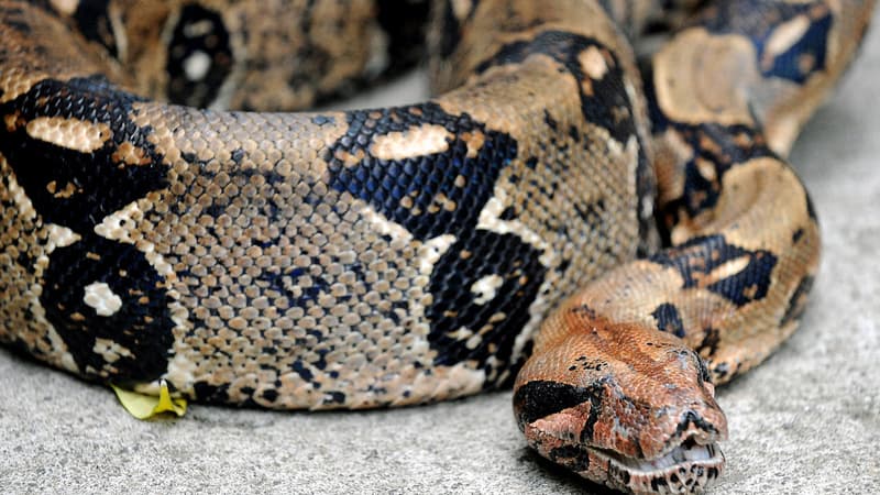 Une retraitée de Mérignac a trouvé un boa constricteur de 2 mètres chez elle, à son retour de vacances.