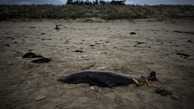 Des dizaines de carcasses de dauphins ont été retrouvées sur les plages du littoral Atlantique, ce mois de mars 2023.