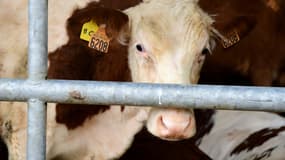 Une vache laitière dans une ferme du département de la Loire (France), le 8 juillet 2025. (Photo d'illustration)