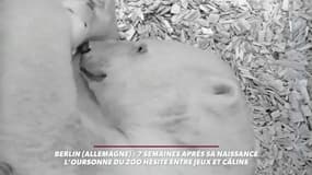 Les gros câlins de l'ourse du zoo de Berlin à son bébé