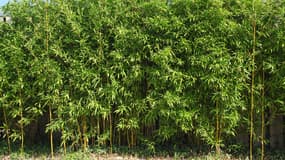La Bambouseraie de Paris résout les problématiques de vis-à-vis avec des plantes épaisses de grande qualité