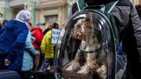 Un chien est transporté dans un sac à dos transparent, alors que des réfugiés patientent à la station de train de Przemysl, dans l'est de la Pologne, le 7 avril 2022.