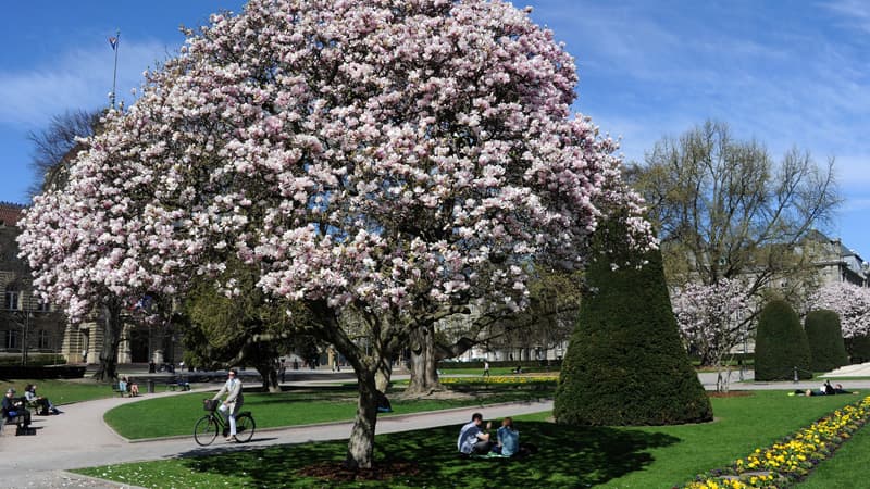 Strasbourg, 26 mars 2012 : un magnolia en fleurs, place de la République
