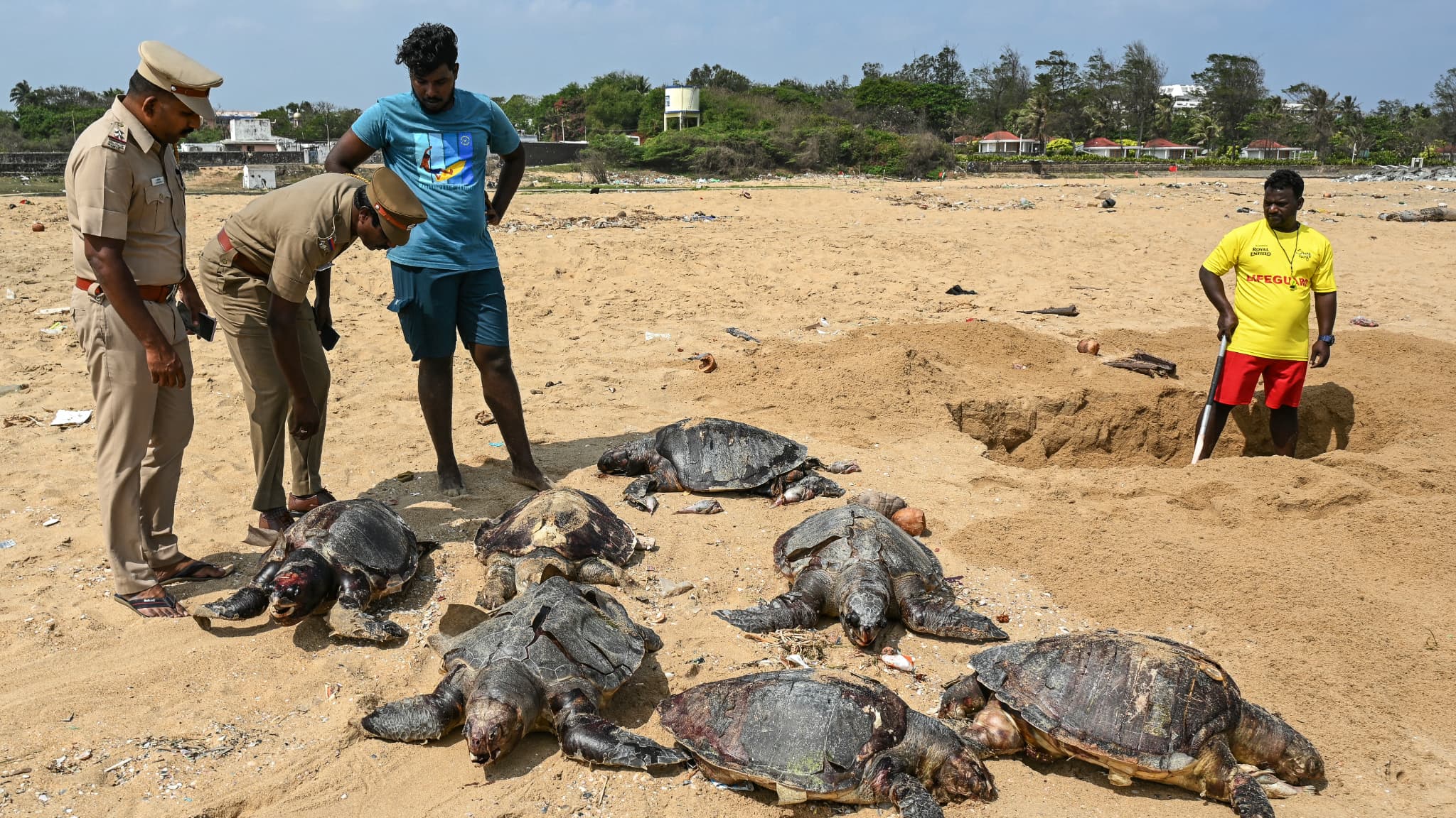 Le personnel de police examine les carcasses de tortues olivâtres échouées sur la plage de Kovalam. (Chennai, sud de l'Inde). Le 25 janvier 2025.