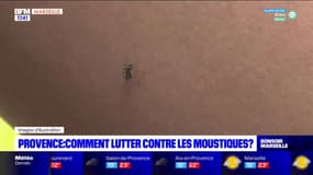 Provence: comment lutter contre les moustiques? 