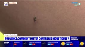 Provence: comment lutter contre les moustiques? 