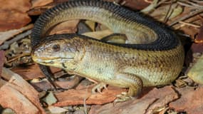 Le Threatened Species Recovery Hub protège la faune australienne comme ce reptile, un yakka. 