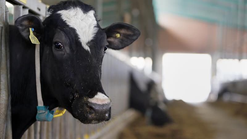 Environ 500 agriculteurs se sont rassemblés vendredi dans le centre de Lyon avec une centaine de tracteurs pour demander la revalorisation des prix de vente de leurs produits, en particulier du lait. Ils dénoncent l'augmentation des cours des matières pre