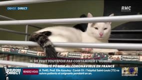Chat testé positif au coronavirus: "C'est un évènement particulièrement rare, exceptionnel. Rien ne permet de dire qu'un chat peut transmettre le virus"