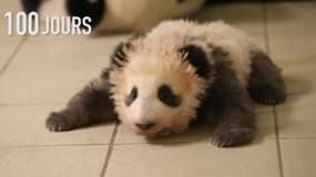 "Trop mignon", le bébé panda du zoo de Beauval est "en pleine forme" pour sa présentation au public
