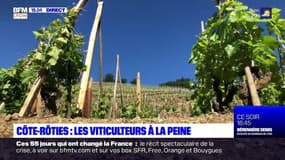 Côte-Rôties : les viticulteurs à la peine
