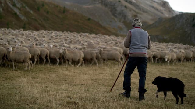 Le chien de berger possède la capacité impressionnante de gérer une masse indisciplinée et de la rassembler, la diriger dans une direction précise.