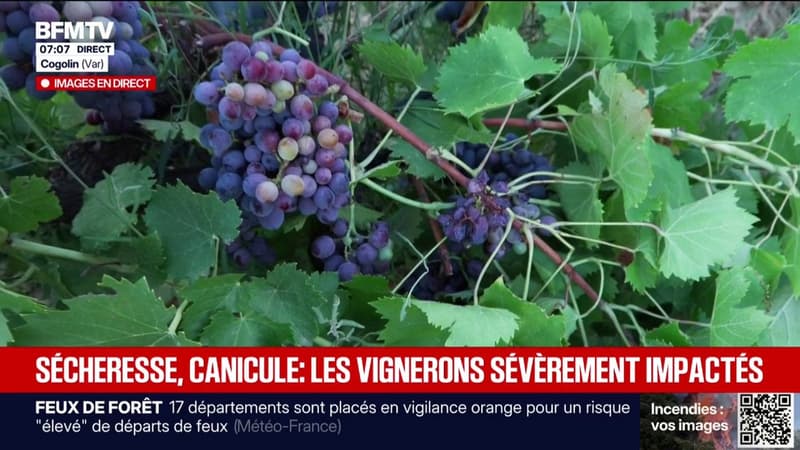 "On a une dizaine de jours d'avance": face à la canicule, les vendanges sont avance
