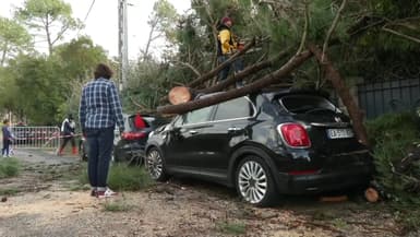 Un arbre arraché pendant la tempête Ciaran.