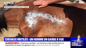 Chevaux mutilés: un homme a été arrêté dans le Haut-Rhin et placé en garde à vue