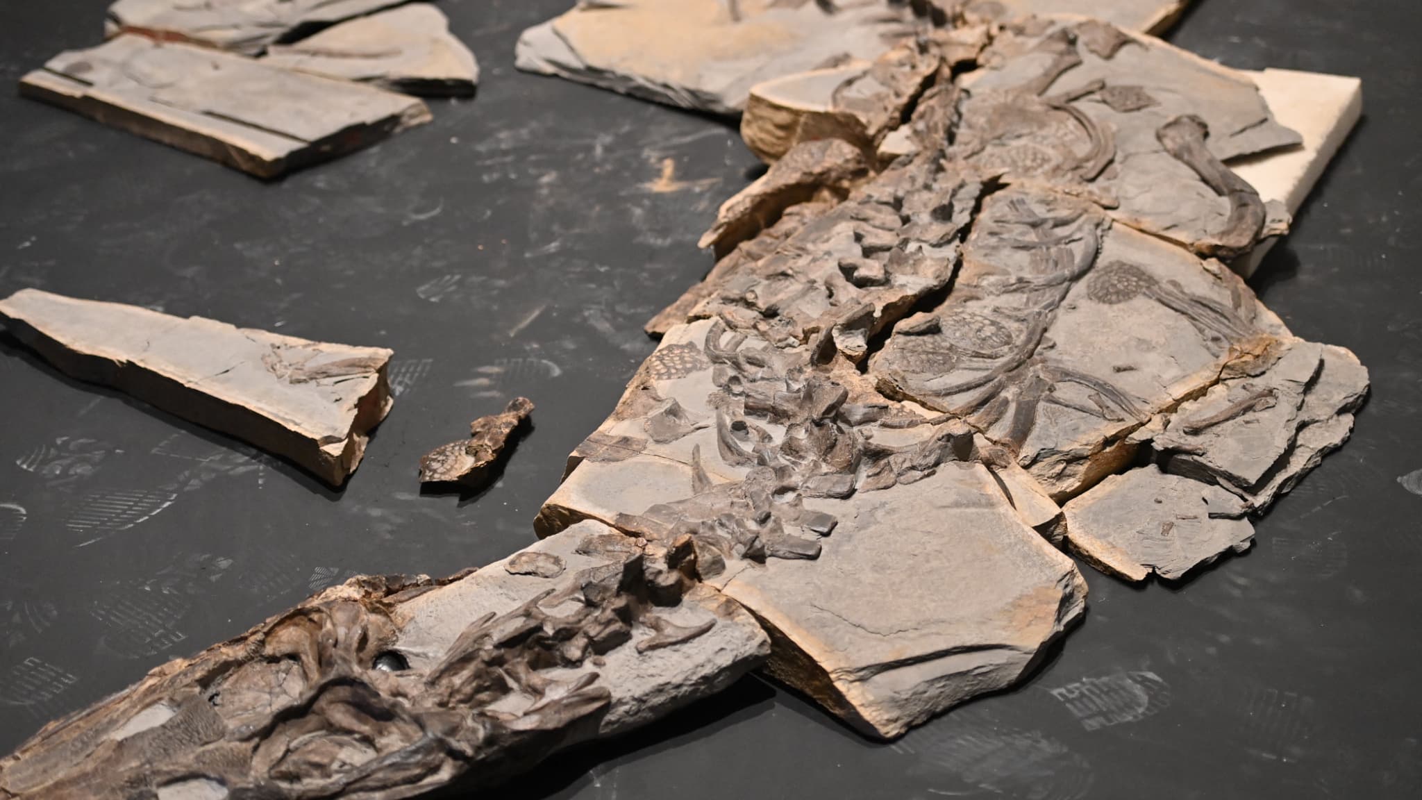Le squelette quasi-complet d'un fossile de crocodile, datant de la période du Jurassique il y a 180 millions d'années, au musée de Lodève dans l'Hérault.
Le squelette quasi-complet d'un fossile de crocodile, datant de la période du Jurassique il y a 180 millions d'années, au musée de Lodève dans l'Hérault.