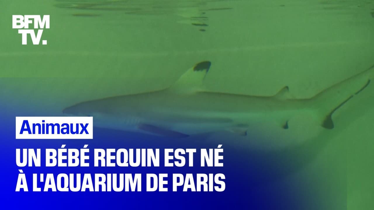 Www Bfmtv Com Societe Des Restaurateurs Corses Experimentent Deja Le Pass Sanitaire Pour En Deceler Les Failles Vn Html Images Bfmtv Com 60njlyesctvlrgisfvcovxoyik8 0x0 1280x7 Images Des Restaurateurs Corses Www Bfmtv Com Societe Des Restaurateurs Corses Experimentent Deja Le Pass Sanitaire Pour En Deceler Les Failles Vn Html Images Bfmtv Com 60njlyesctvlrgisfvcovxoyik8 0x0 1280x7 Images Des Restaurateurs Corses