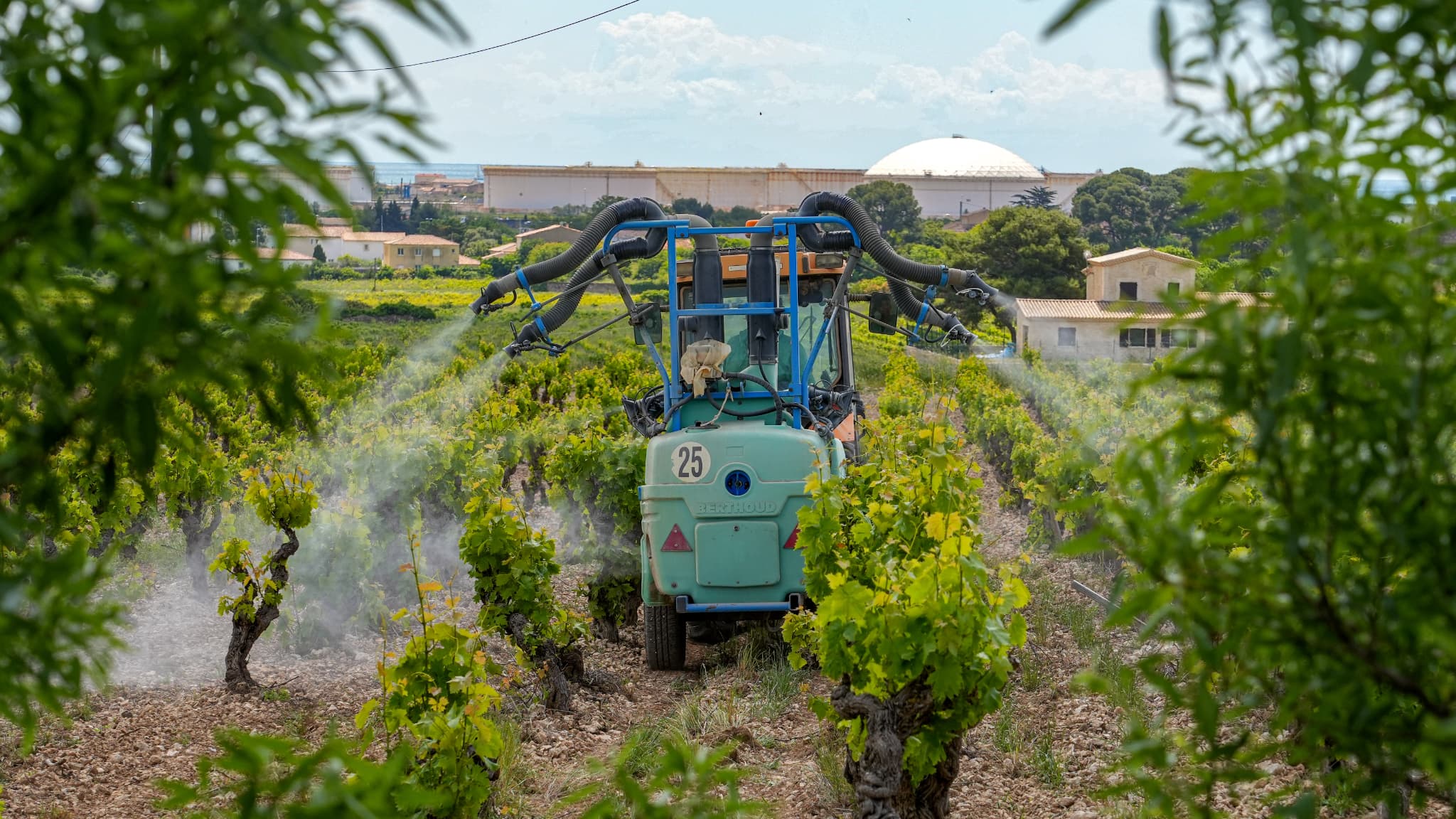 PESTICIDES: LES PERSONNES VIVANT PRÈS DE VIGNES SUREXPOSÉES, CONFIRME UNE ÉTUDE