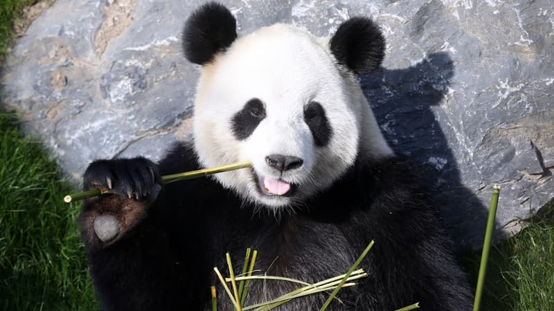 La population de pandas sauvage augmente en Chine (illustration)