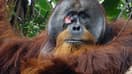 Cette photo diffusée par la Fondation SUAQ le 23 juin 2022 montre Rakus, un orang-outan mâle avec une blessure au visage, dans le parc national de Gunung Leuser, au nord de Sumatra, en Indonésie. 