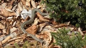 La vipère d'Orsini vit dans des milieux ouverts et se nourrit principalement d'insectes. Photo d'illustration