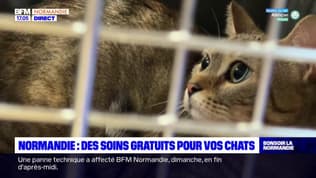 Rouen: une campagne de stérilisation de chats gratuite