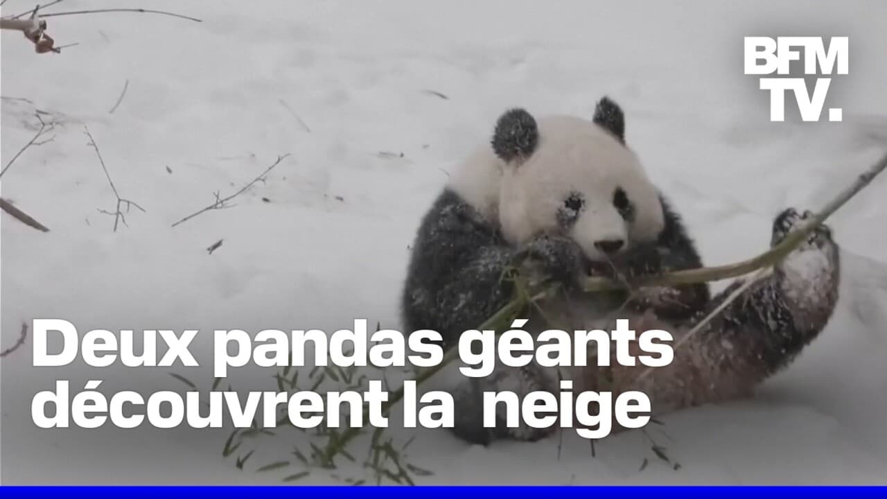 États-Unis: deux pandas géants sous la neige après le passage de la ...