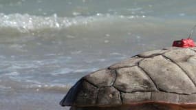 Une tortue caouanne, le jour de sa remise à l'eau le 2 juillet 2014.