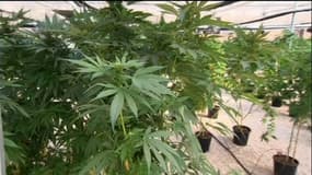 Cannabis : "Si tout le monde faisait comme moi, il n'y aurait plus de trafic"