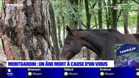 Montgardin: un âne meurt après un cas d'anémie infectieuse équine 