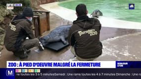 Près de Lyon: privés de visiteurs, comment le zoo Touroparc s'adapte à la crise sanitaire 