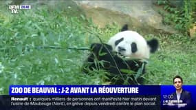 Dans deux jours, le zoo de Beauval rouvre ses portes