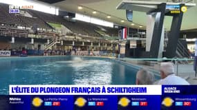 Bas-Rhin: les championnats de France de plongeon se déroulent à Schiltigheim 