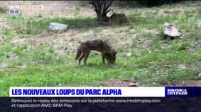 Alpes-Maritimes: deux nouveaux loups au sein du parc Alpha au Mercantour
