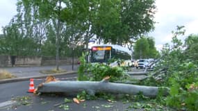 Une chute d'arbre quai des Tuileries à Paris après le passage de la tempête, ce dimanche 19 juin 2023.
