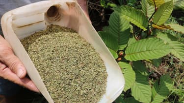 Récolte de Kratom dans une plantation à Pontianak, en Indonésie, le 25 décembre 2018.