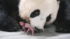 Le panda Ai Bao avec ses bébés, le 7 juillet 2023, en Corée du Sud
